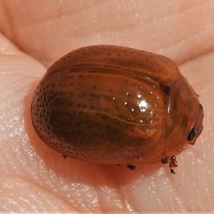 Paropsisterna sp. (genus) at Coree, ACT - 22 Jan 2022