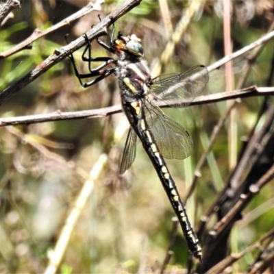 Unverified Dragonfly (Anisoptera) at Uriarra, NSW - 22 Jan 2022 by JohnBundock