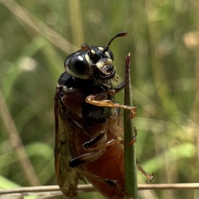 Pergagrapta sp. (genus) (A sawfly) at Murrumbateman, NSW - 22 Jan 2022 by SimoneC