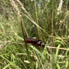 Pergagrapta sp. (genus) at Murrumbateman, NSW - 22 Jan 2022 01:05 PM