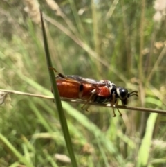 Pergagrapta sp. (genus) at Murrumbateman, NSW - 22 Jan 2022 01:05 PM