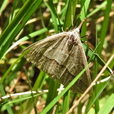 Epidesmia hypenaria (Long-nosed Epidesmia) at Uriarra, NSW - 22 Jan 2022 by JohnBundock