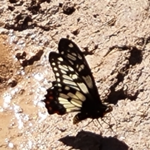 Papilio anactus at Isaacs, ACT - 22 Jan 2022