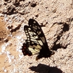 Papilio anactus (Dainty Swallowtail) at Isaacs Ridge - 22 Jan 2022 by Mike