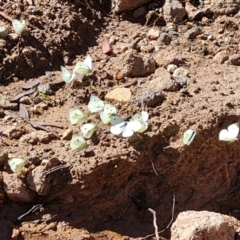 Pieris rapae (Cabbage White) at Isaacs Ridge and Nearby - 22 Jan 2022 by Mike