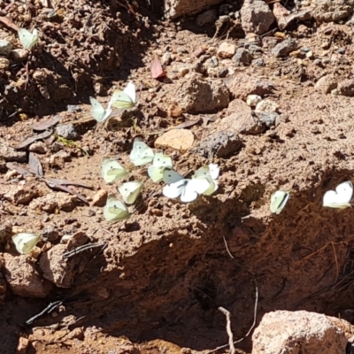 Pieris rapae (Cabbage White) at Isaacs Ridge and Nearby - 22 Jan 2022 by Mike