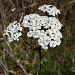 Achillea millefolium (Yarrow) at Uriarra Village, ACT - 22 Jan 2022 by JohnBundock