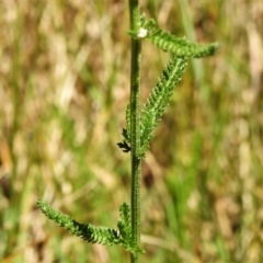 Achillea millefolium at Uriarra Village, ACT - 22 Jan 2022