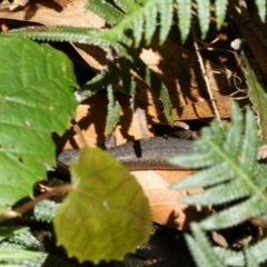 Saproscincus mustelinus at Acton, ACT - 22 Jan 2022 12:24 PM