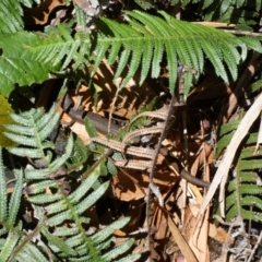 Saproscincus mustelinus at Acton, ACT - 22 Jan 2022 12:24 PM