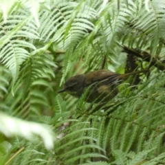 Sericornis frontalis (White-browed Scrubwren) at ANBG - 22 Jan 2022 by Steve_Bok