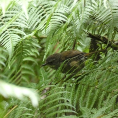 Sericornis frontalis (White-browed Scrubwren) at Acton, ACT - 22 Jan 2022 by SteveBorkowskis