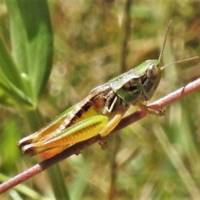 Praxibulus sp. (genus) (A grasshopper) at Uriarra, NSW - 22 Jan 2022 by JohnBundock