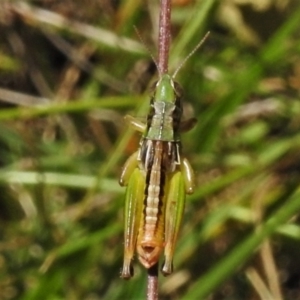 Praxibulus sp. (genus) at Uriarra, NSW - 22 Jan 2022