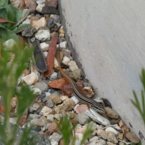 Ctenotus taeniolatus at Acton, ACT - 22 Jan 2022