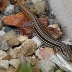 Ctenotus taeniolatus at Acton, ACT - 22 Jan 2022 12:41 PM