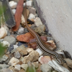 Ctenotus taeniolatus at Acton, ACT - 22 Jan 2022