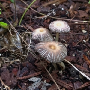 Coprinellus etc. at Chapman, ACT - 19 Jan 2022