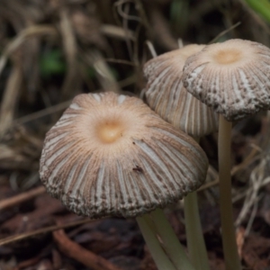 Coprinellus etc. at Chapman, ACT - 19 Jan 2022 12:40 PM