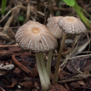 Coprinellus etc. at Chapman, ACT - 19 Jan 2022 12:40 PM