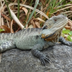 Intellagama lesueurii howittii (Gippsland Water Dragon) at Acton, ACT - 22 Jan 2022 by Steve_Bok