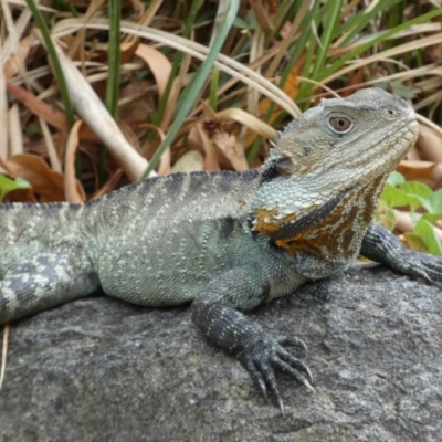 Intellagama lesueurii howittii (Gippsland Water Dragon) at ANBG - 22 Jan 2022 by Steve_Bok