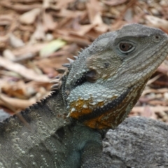 Intellagama lesueurii howittii at Acton, ACT - 22 Jan 2022