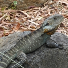 Intellagama lesueurii howittii at Acton, ACT - 22 Jan 2022