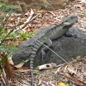 Intellagama lesueurii howittii at Acton, ACT - 22 Jan 2022