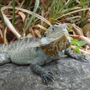 Intellagama lesueurii howittii at Acton, ACT - 22 Jan 2022 12:37 PM