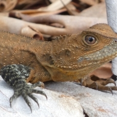 Intellagama lesueurii howittii (Gippsland Water Dragon) at Acton, ACT - 22 Jan 2022 by SteveBorkowskis