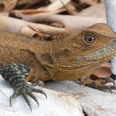 Intellagama lesueurii howittii (Gippsland Water Dragon) at Acton, ACT - 22 Jan 2022 by Steve_Bok