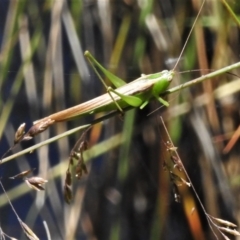 Conocephalus semivittatus (Meadow katydid) at Brindabella National Park - 22 Jan 2022 by JohnBundock