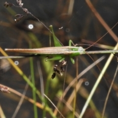Conocephalus semivittatus at Uriarra, NSW - 22 Jan 2022 01:45 PM