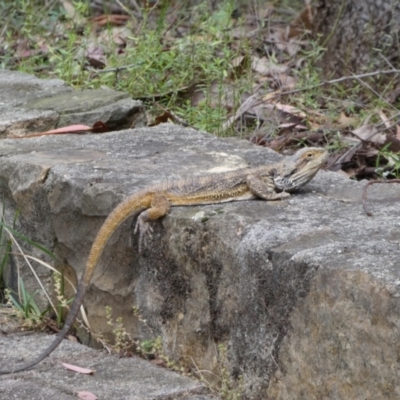 Pogona barbata (Eastern Bearded Dragon) at Acton, ACT - 22 Jan 2022 by SteveBorkowskis
