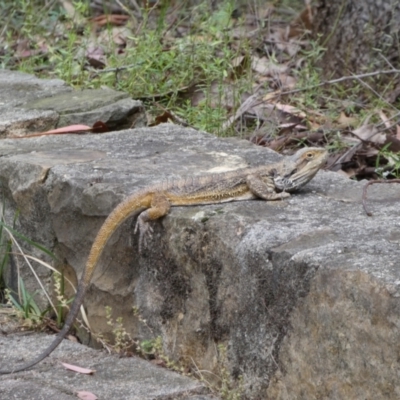 Pogona barbata (Eastern Bearded Dragon) at ANBG - 22 Jan 2022 by Steve_Bok