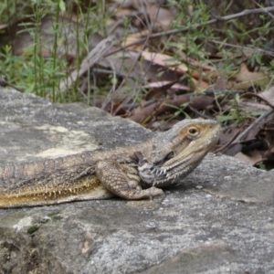 Pogona barbata at Acton, ACT - 22 Jan 2022