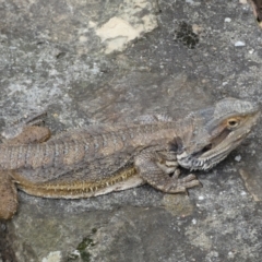 Pogona barbata at Acton, ACT - 22 Jan 2022