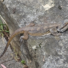 Pogona barbata at Acton, ACT - 22 Jan 2022