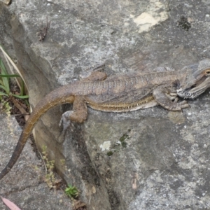 Pogona barbata at Acton, ACT - 22 Jan 2022