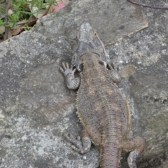 Pogona barbata at Acton, ACT - 22 Jan 2022