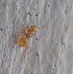 Stigmacros sp. (genus) (An Ant) at Murrumbateman, NSW - 22 Jan 2022 by SimoneC
