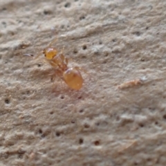 Stigmacros sp. (genus) at Murrumbateman, NSW - 22 Jan 2022 05:11 PM