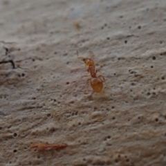Stigmacros sp. (genus) at Murrumbateman, NSW - 22 Jan 2022 05:11 PM