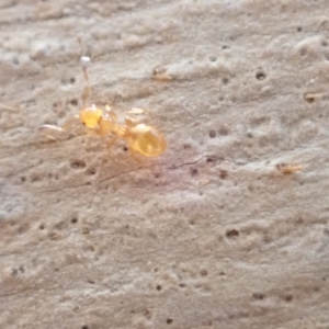 Stigmacros sp. (genus) at Murrumbateman, NSW - 22 Jan 2022 05:11 PM