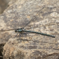 Austroargiolestes icteromelas (Common Flatwing) at Acton, ACT - 22 Jan 2022 by SteveBorkowskis