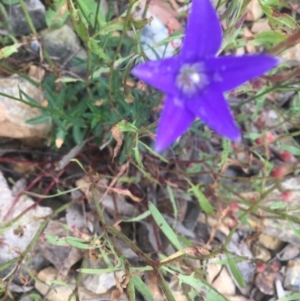 Wahlenbergia gloriosa at Cotter River, ACT - 16 Jan 2022