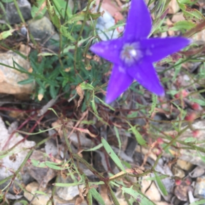 Wahlenbergia gloriosa (Royal Bluebell) at Namadgi National Park - 16 Jan 2022 by dgb900