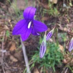 Wahlenbergia gloriosa at Cotter River, ACT - 16 Jan 2022 11:16 AM