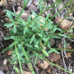 Wahlenbergia gloriosa at Cotter River, ACT - 16 Jan 2022 11:16 AM